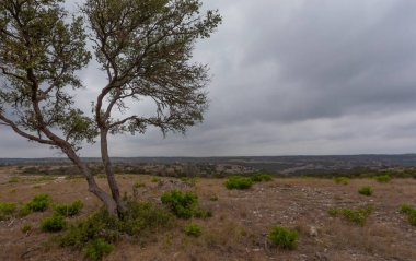 Texas Hill Country 'de bir mesquite ağacının sağına boşluk kopyala