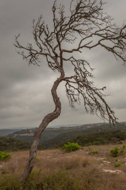 Teksas tepelerinde ölü mesquite ağacı