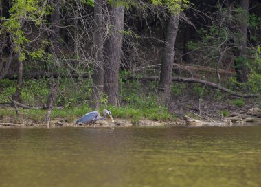 Kuzey Carolina 'daki Ürdün Gölü' nde balık yakalayan büyük mavi balıkçıl.