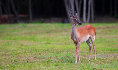 Genç beyaz kuyruklu geyik geyiği Raeford NC yakınlarında kadife boynuzlu.