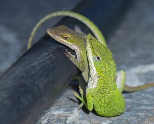 Geckos Carolina Del Norte Atrapados Acto Apareamiento — Foto de Stock