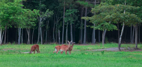 Tres Ciervos Cola Blanca Hacen Campo Carolina Del Norte — Foto de Stock