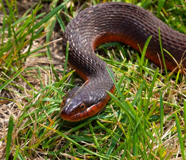 Snake Red Stomach Coming Camera — Stock Photo, Image