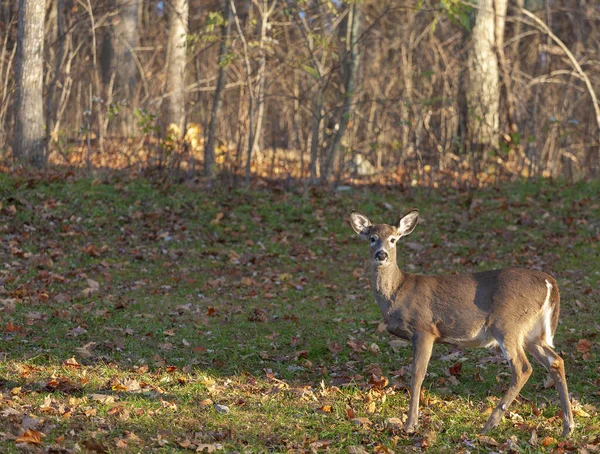Fall Whitetailed Deer Virgnia Forest Edge — Stock Photo, Image