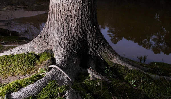 Lakeside Ağacı Kökleri Kuzey Carolina Daki Ürdün Gölü Nde Alacakaranlıkta — Stok fotoğraf