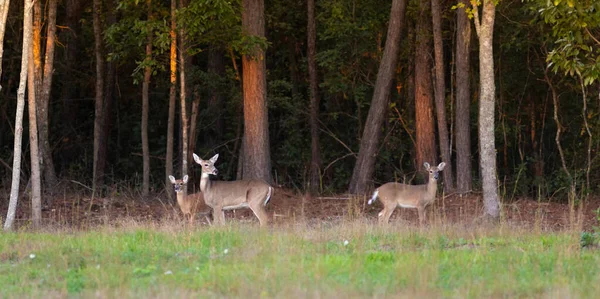 ノースカロライナ州ホーク郡の森の近くにあるホワイトテール鹿トリオ — ストック写真