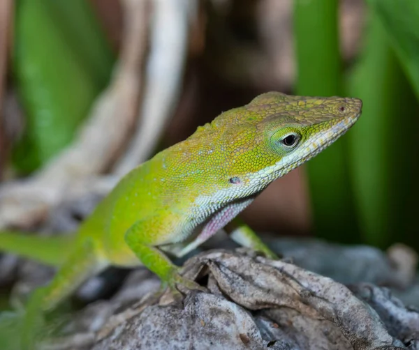 Divoký Gecko Křoví Dvoře Severní Karolíně — Stock fotografie
