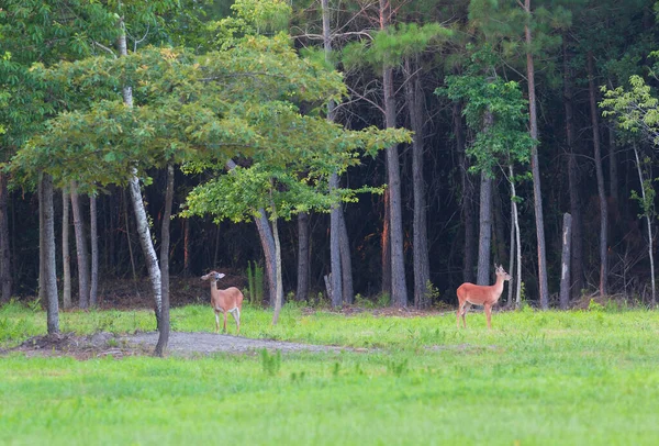 Cerf Queue Blanche Mâle Femelle Lisière Une Forêt Caroline Nord — Photo