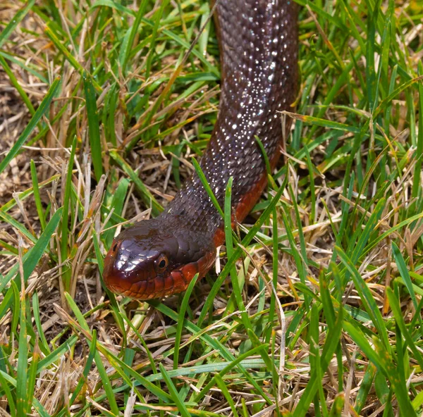 Então toma! Rato aplica voadora incrível em cobra venenosa - Fotos - R7  Hora 7