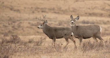 Montana dişi geyiği ve geyik geyiği çiftleşme mevsiminde bir tepede