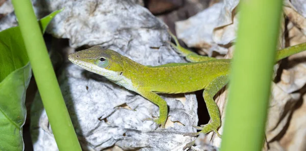 Jasná Severní Karolína Gecko Suchém Listí Venku — Stock fotografie