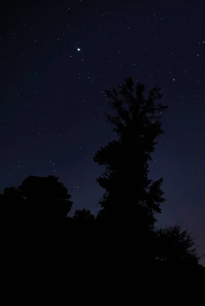 Forest silhouetted by bright stars on a calm night near Raeford North Carolina