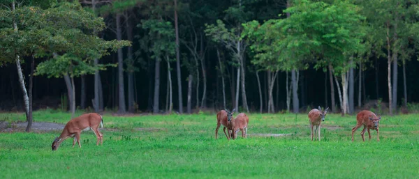 五头白尾鹿冲向北卡罗莱纳州的摄像机 — 图库照片