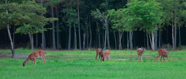 Fem Whitetail Rådjur Kommer Mot Kameran North Carolina — Stockfoto