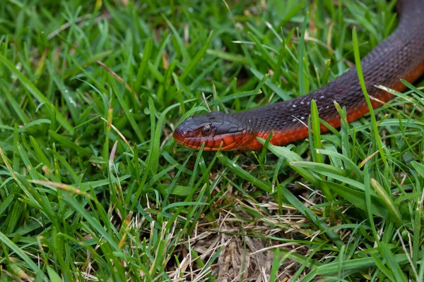复制左边的空间 一条红色的腹蛇在绿草上滑行 — 图库照片