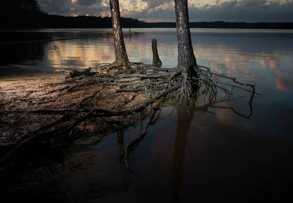 Pôr Sol Sobre Lago Jordão Carolina Norte Com Árvores Raízes — Fotografia de Stock
