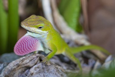 Kuzey Carolina 'da sürüngen çiftleşme mevsimi ritüeli