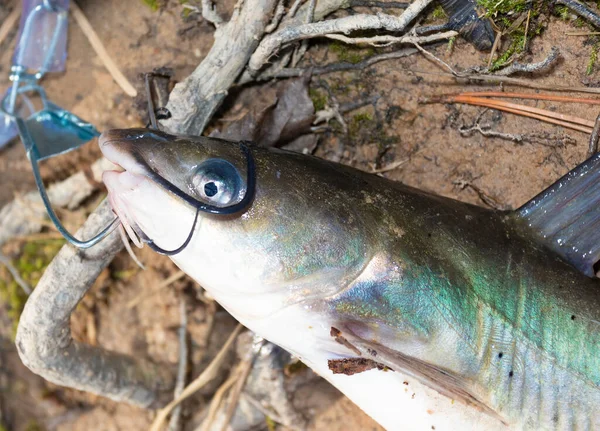 Pesce Gatto Colorato Con Lungo Baffo Che Stato Appena Catturato — Foto Stock