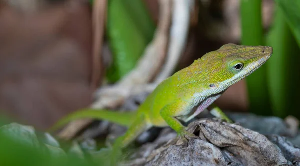 Gecko Selvagem Carolina Norte Com Espaço Cópia Esquerda — Fotografia de Stock