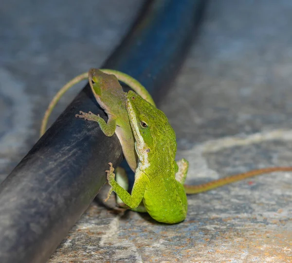 Gecko Pářil Severní Karolíně Hadici — Stock fotografie