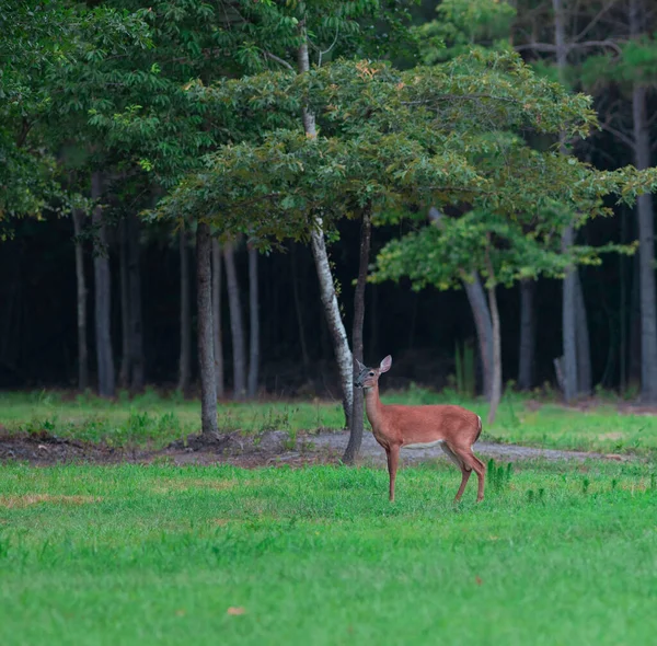 Single Whitetail Deer Doe All Alone North Carolina Field — Stock Photo, Image