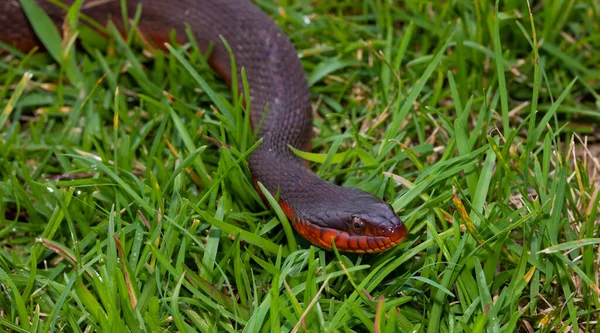 カメラに向かって緑の草の上に赤い腹のヘビのスライディング — ストック写真
