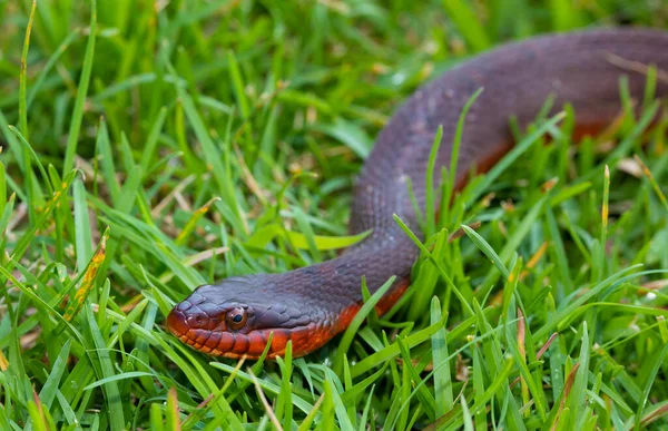 Κόκκινο Φίδι Κοιλιά Στο Πράσινο Γρασίδι Νωρίς Πρωί — Φωτογραφία Αρχείου