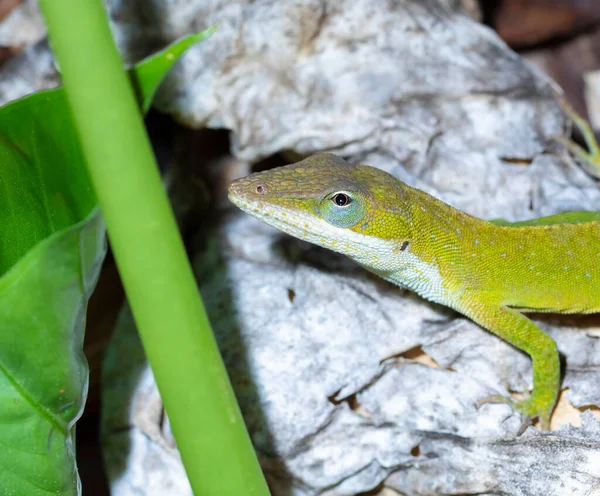 Brillante Gecko Carolina Del Norte Aire Libre Observando Cerca — Foto de Stock