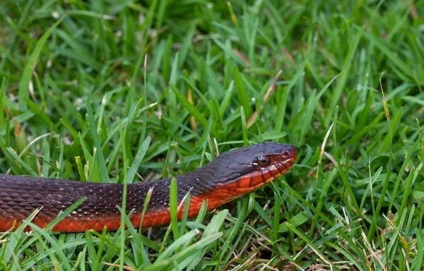 Serpente Água Grama Verde Que Está Carolina Norte — Fotografia de Stock