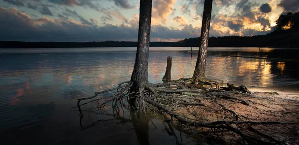 Puesta Sol Con Árboles Raíces Lago Jordán Carolina Del Norte —  Fotos de Stock