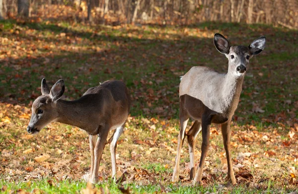 Par Jovens Cervos Whitetail Olhando Direções Opostas Perto Uma Borda — Fotografia de Stock