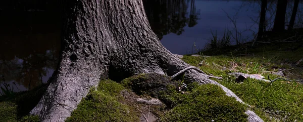 Árvore Com Raízes Mostrando Lado Jordan Lake Carolina Norte — Fotografia de Stock