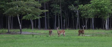 Kuzey Carolina 'da yaz mevsiminde üç beyaz kuyruk yapar.