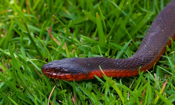 就在太阳升起之前 红色的肚子饿蛇爬在草地上 — 图库照片