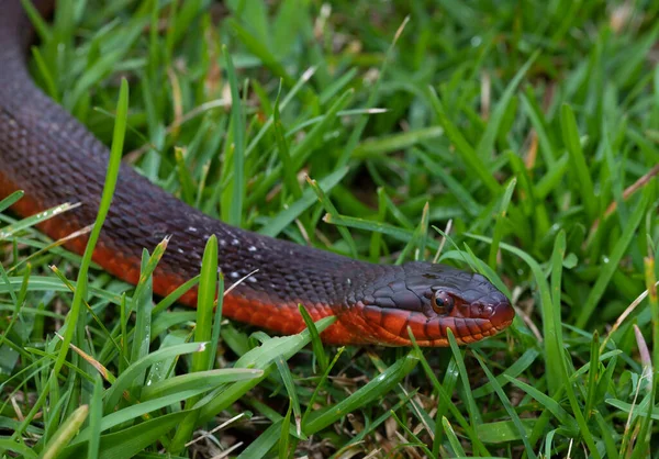 赤い腹のヘビで緑の芝生の上でカメラをよく見て — ストック写真