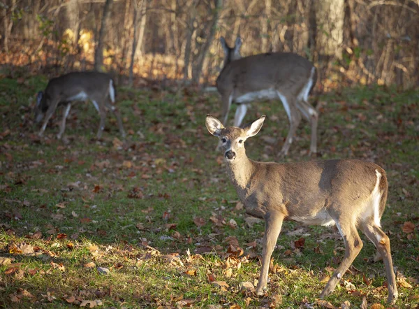 秋の森の端の近くに三匹の白鹿 — ストック写真