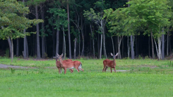 Três Fêmeas Cervos Whitetail Grama Verde Carolina Norte — Fotografia de Stock