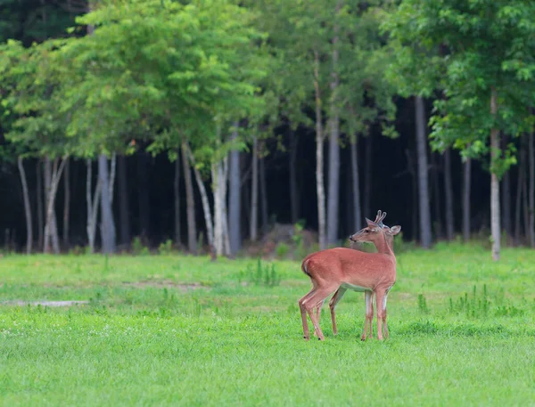 Buck Doe Whitetail Cervo Guardando Attraverso Campo Qualcosa — Foto Stock