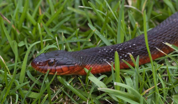 Vörös Hasú Kígyó Észak Karolinában Kora Reggeli Füvön — Stock Fotó