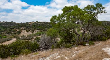 Texas Hill Country 'deki vadiye bakan Mesquite ağacı