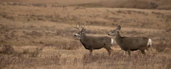 Cerfs Mulets Mâles Femelles Réunis Montana Pendant Saison Des Amours — Photo