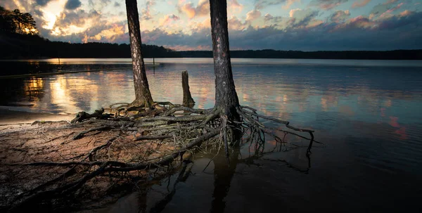 Puesta Sol Brillante Lago Jordán Carolina Del Norte Con Raíces —  Fotos de Stock