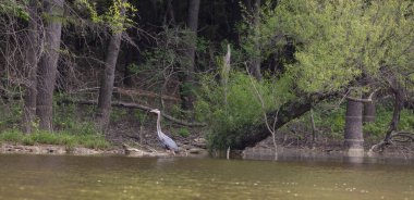 Kuzey Carolina 'da Ürdün Gölü kıyısında yürüyen büyük mavi balıkçıl.