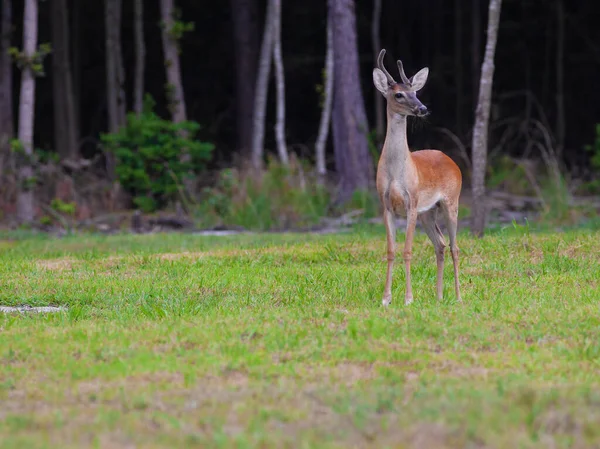 Orgulhoso Olhar Jovem Whitetail Fanfarrão Campo Perto Raeford — Fotografia de Stock