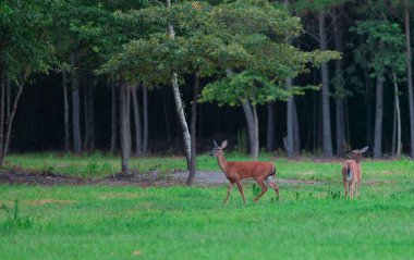 İki beyaz kuyruklu geyik, sık ağaçların yanında durur.