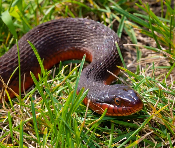 Snake Red Belly Green Grass Summer — Stock Photo, Image