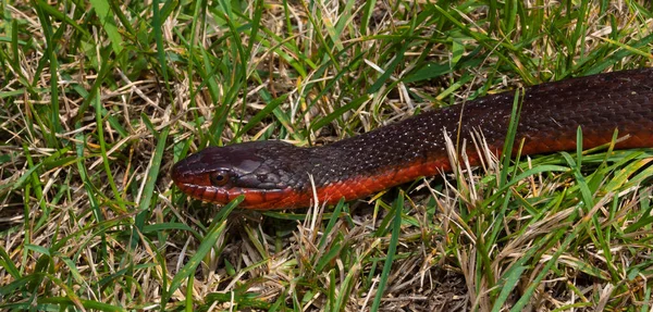 北卡罗来纳州 红色腹水蛇在草丛中滑行 — 图库照片