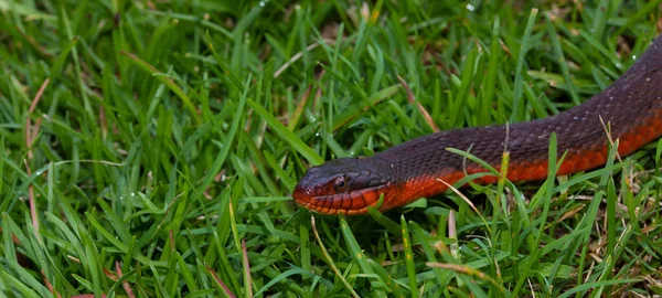 Cobra Barriga Vermelha Deslizando Grama Com Espaço Para Cópia Esquerda — Fotografia de Stock