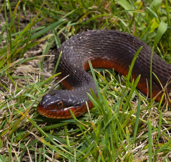 北卡罗莱纳州草丛中的一条红色的蛇 — 图库照片