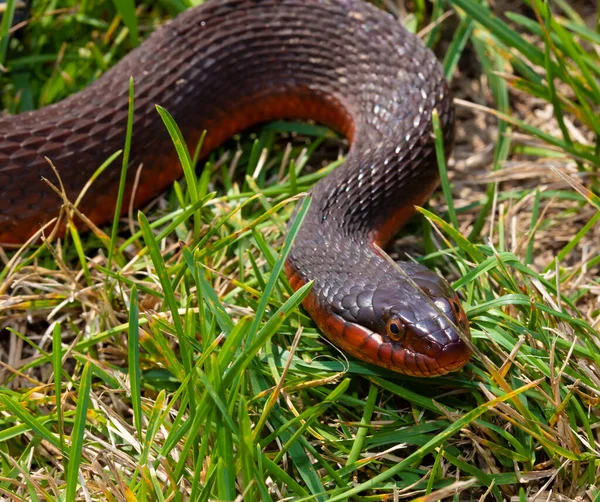 肥大的红色腹水蛇在草地上看着相机 — 图库照片